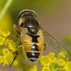 Eristalis arbustorum
